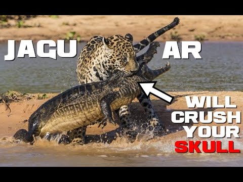 10 Jaguar Facts - The Skull Cusher - Animal a Day