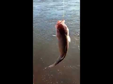 SORPRENDENTE!!!!!  VIDA y PESCA  25 De Mayo,  La Pampa.