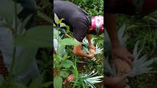 preview picture of video 'Đi rừng và hái thơm rừng'