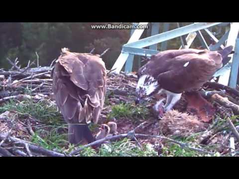 Lipka Poland - Osprey. Strong wind.Mom and Dad feeding TWO CHICKS still - 2017 05 21 06 54