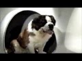 Fox Family The Secret Files Of Spy Dogs 1998