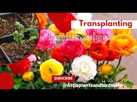 , title : 'Propagation and Transplanting of Ranunculus.Growing Method of Persian Buttercup.'