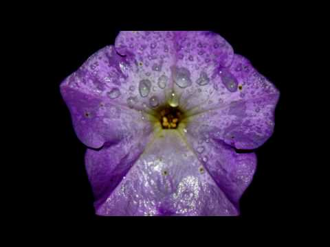 krister linder - eternal life