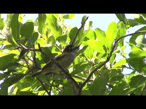 19 seconds with a Black-capped vireo