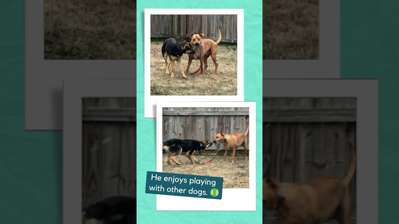 Mando, a Adoptable mixed breed in Rossville, TN video 4/5