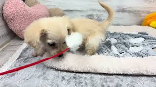 ハーフ犬の動画01