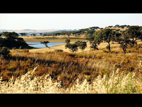 Fernando Lopes-Graça: Viagens na Minha Terra [‘Travels in My Homeland’], LG 133 (Piano: Joana Gama)