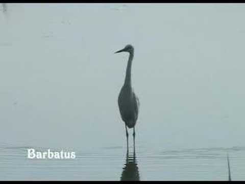 Garceta común - Egretta garzetta