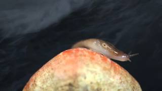 Des Ark - Snake Stuff