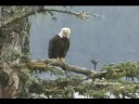 The Bald Eagle
