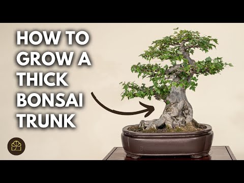 Do THIS to Thicken Your Bonsai Trunk FAST