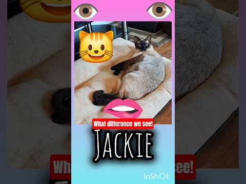 JACKIE IS A "FUR BABY"!  🤣 #cat #kitten #meow #siamese #dailyshorts #shorts #cute #catlover #pets