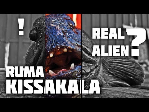 Merikalastusta Altassa