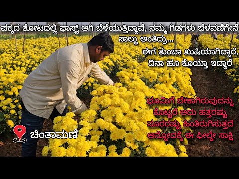 Wonderfull Aishwarya, Chocolate, Muskin White Chrysanthemum plot |