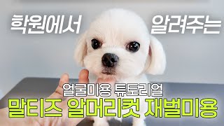 초보 애견미용사를 위한 말티즈 알머리컷 얼굴미용 초벌부터 재벌까지 2편 - 재벌 #말티즈알머리컷