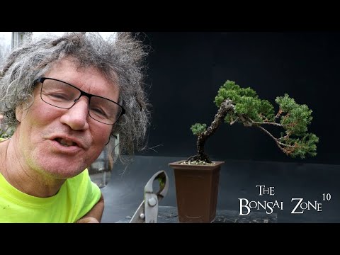 Pruning My Needle Juniper, The Bonsai Zone, Jan 2023