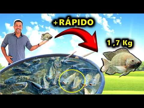 HOW TO RAISE GIANT TILAPIA AT HOME 1Kg+ WITH 4 SECRET TRICKS! 🐟
