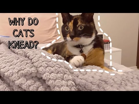 WHY DO CATS KNEAD?