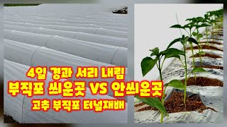 부직포 터널 재배 4일 서리내림 괴산 청결 고추 냉해 부직포 씌운곳 안씌운곳 비교도 해보고 자연울림 청정괴산…