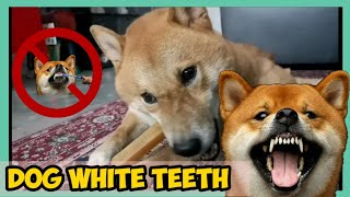 Tips how to maintain you Dog's White Teeth | No brushing needed || Hero the Shiba inu
