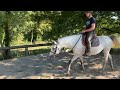 Gelding French Saddle Pony For sale 2017 Grey