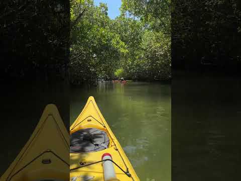 Kayak en higuerote #sound #kayak #turismodeaventura #travesia #viajeinolvidable #miranda