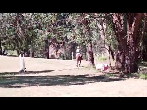 Nowa Nowa hickstead cross-country level 4