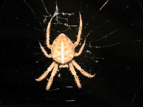 G.K. Project Feat. Rafael Kane - Hey You [Stickin In My Brain] Die Hoerer Rmx