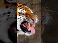 Why Tigers' Teeth Are Crucial for Their Survival 🐅