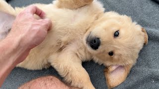 My Last Day With My Rescued Golden Retriever Puppies...