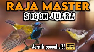 Download lagu Ngeri !! RAJANYA MASTER SOGON FULL ISIAN KEKINIAN‼️ mp3