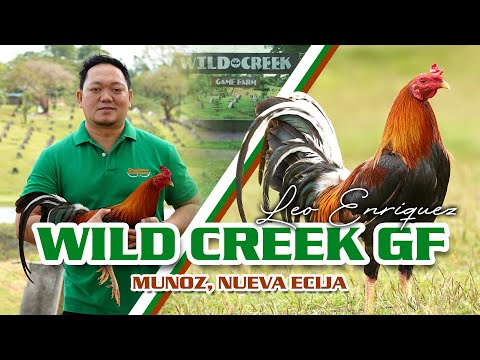 FARM VISIT @ WILD CREEK GF of LEO ENRIQUEZ (Golden Boy Sweaters)