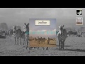 Bouncing Babies (with lyrics) by The Teardrop Explodes
