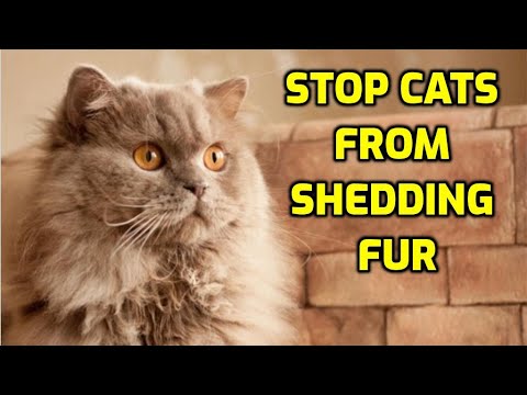 5 Ways To Stop Cats Shedding (Easy Solutions!)
