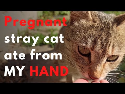 Pregnant feral cat ate from my hend. Persian cat rolling around. She probably wants to mate. 4K