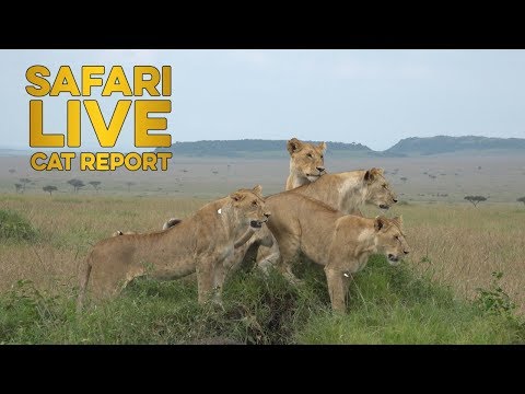 The Cat Report 2 - 9 June