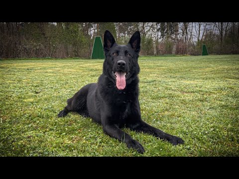 Carlo vom Peiner Burgpark - protection