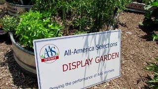 Download lagu Dolce Fresca Basil (AAS Winner) Profile - Container Perfect!: 'The Proof is in the Plant' mp3