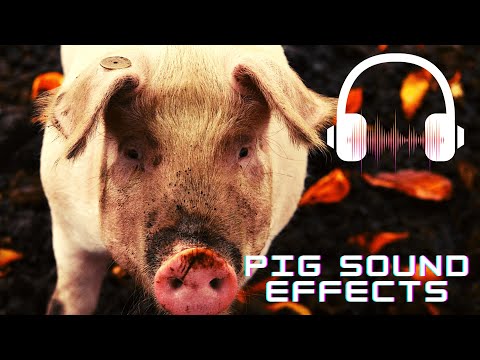 Pig grunting sound effect| Pig sounds | Pig squeal