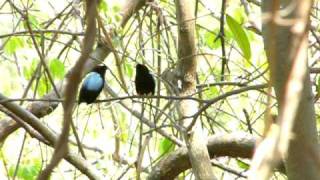 preview picture of video 'Saltarin Toledo - Long-tailed Manakin en Nicaragua'