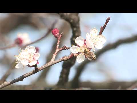 Boja meda ep. 112 28.04.2020. NAJAVA