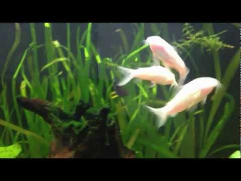 Watch Video on YouTube