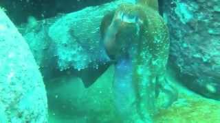 preview picture of video 'Large Cuttlefish Diving Jervis Bay'