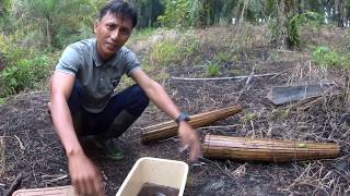 Download lagu JEBAKAN BELUT BESAR PAKAI BUBU BAMBU UNIK mp3 Download lagu JEBAKAN BELUT BESAR PAKAI BUBU BAMBU UNIK mp3