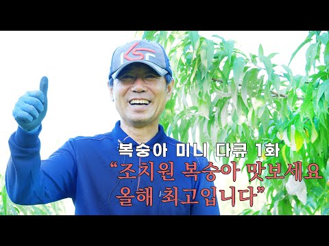 [미니다큐] 조치원 복숭아를 만나다! 1화_유만식농원