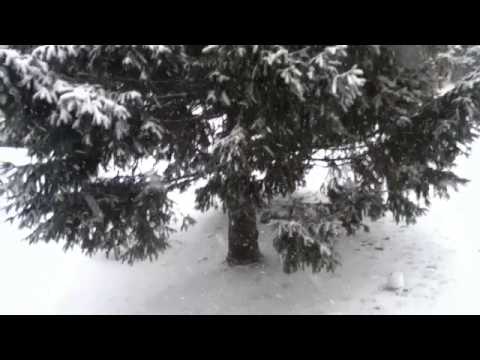 "bon jovi   bed of roses" Fan Video