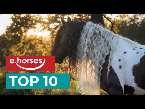 , title : 'Top 10 der schönsten Pferderassen'