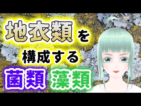 4 つの共生パートナーを持つ地衣類