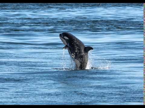 Earthcast SOS - Celebrating Life