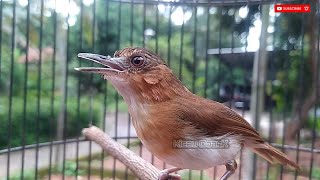 Download lagu Mantap❗ SUARA BURUNG PELANDUK BUKIT GACOR mp3
